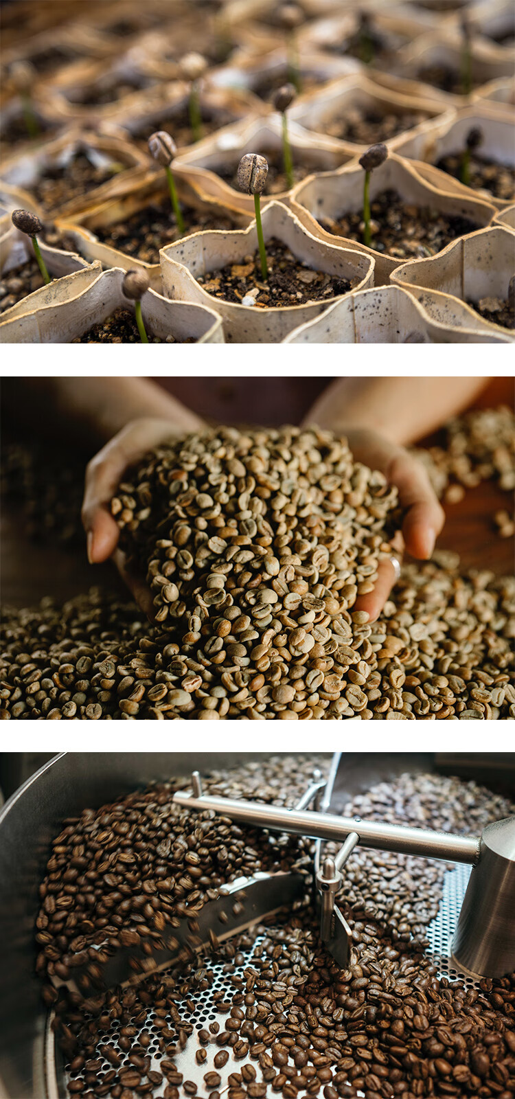 哥伦比亚托利马希望庄园情人lover粉波旁水洗咖啡豆 手冲单品咖啡