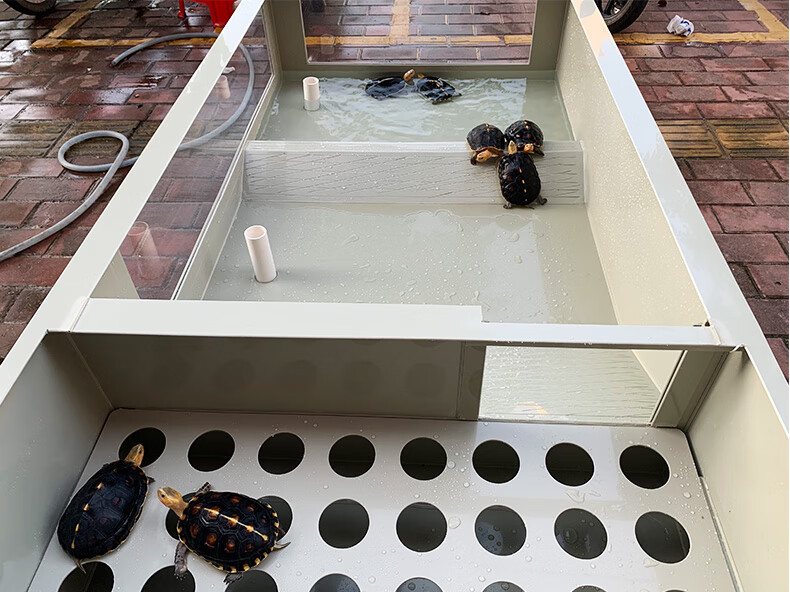 2022新款黄缘龟专用缸黄缘龟箱塑料乌龟缸安缘专用塑胶龟池透明亚克力