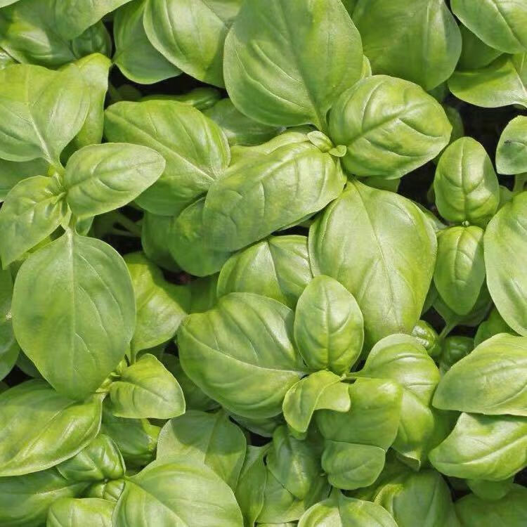 贵妃鲜 新鲜罗勒叶非九层塔 西餐香料青酱意面调味面包烘培材料 100g