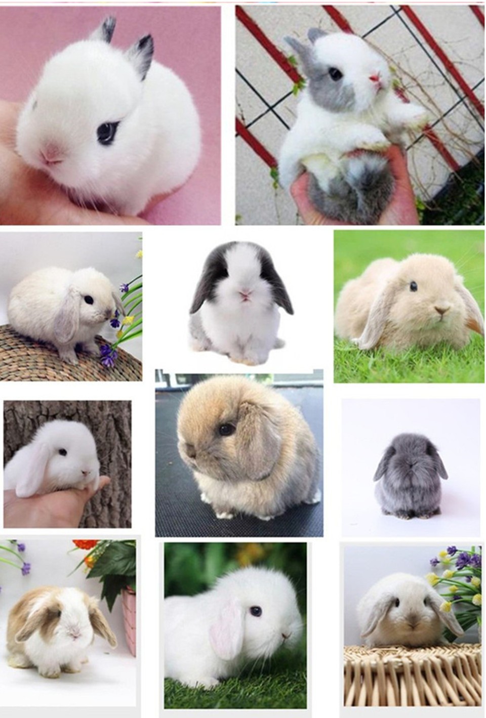 侏儒兔子活体小型长不大宠物兔茶杯兔可做造型盖脸猫猫兔荷兰侏儒兔小