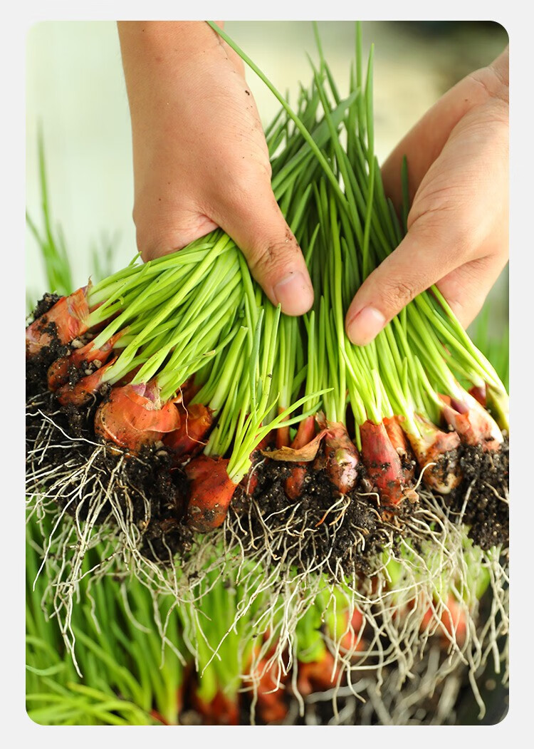 农之子 小葱头种子红葱头四川火葱头小香葱种红皮葱