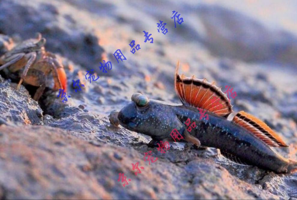 天弗跳跳鱼宠物弹涂鱼红鳍观赏滩涂红树林生态 6-8cm红鳍跳鱼3条