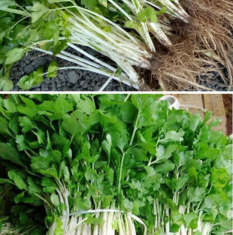 白芹菜种籽四川白杆芹菜白梗芹菜春夏秋冬四季阳台盆栽蔬菜种孑子雪白