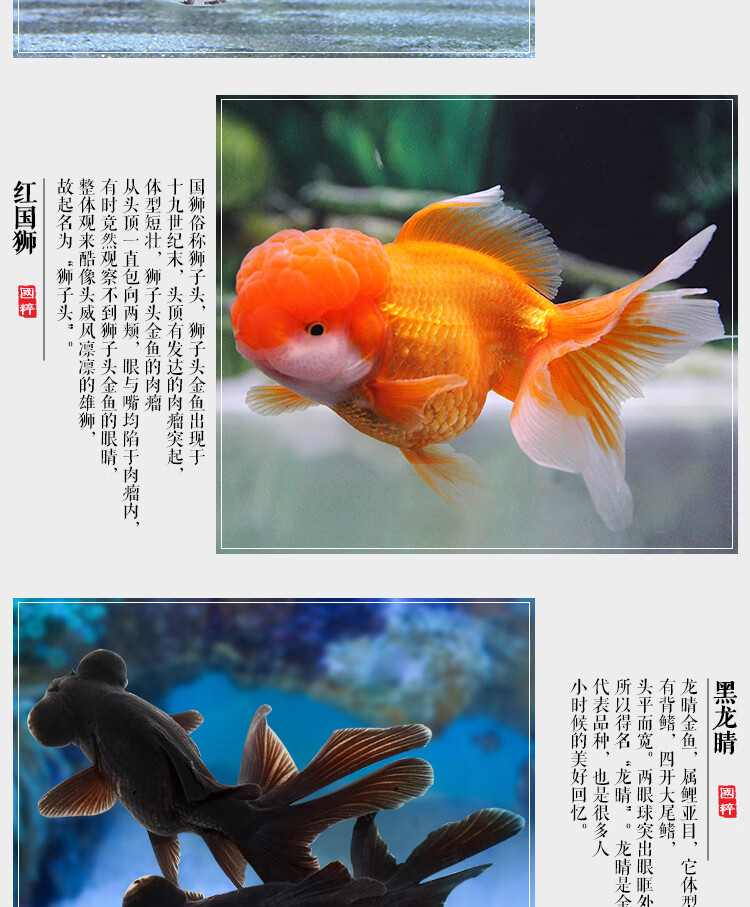 琅河水族观赏鱼小金鱼活体冷水鱼活鱼蝶尾泰狮子头龙睛顶红金鱼5 7cm随机6条 图片价格品牌报价 京东