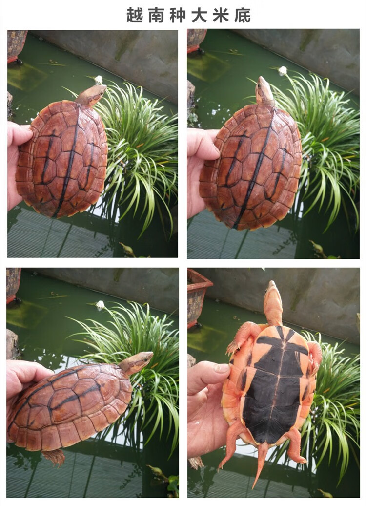 【活鲜】蟹爱 三线金钱闭壳乌龟宠物龟苗活体 20-45克(越南种三线黑底