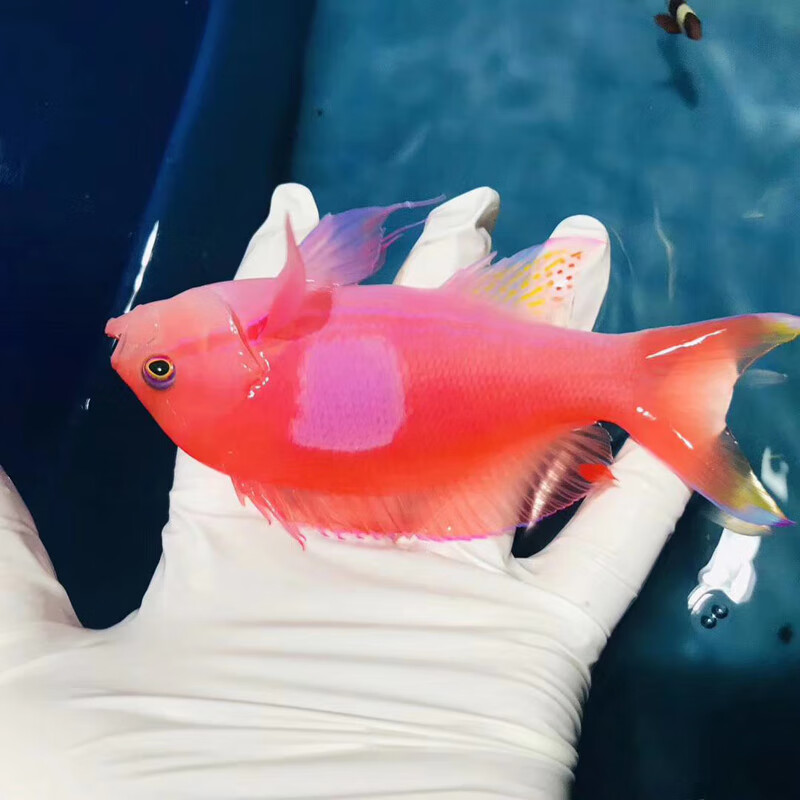 紫印活体海水鱼观赏宠物鱼金面花鲈花鲈海金鱼紫罗兰紫色珊瑚鱼缸快递