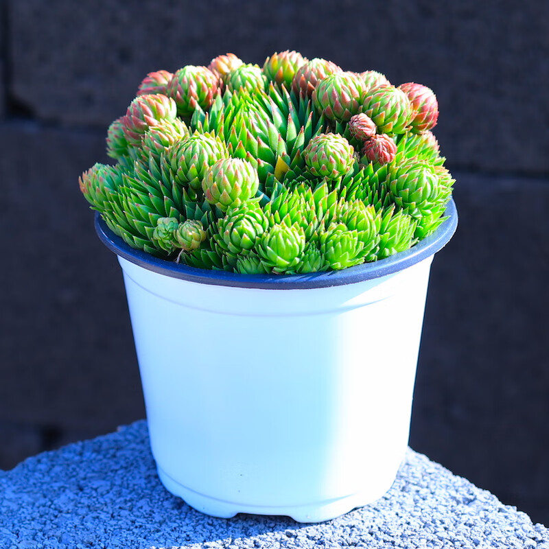 橘子球多肉植物长生草盆栽绿植花卉组合室内云南直发果时宴 橘子球