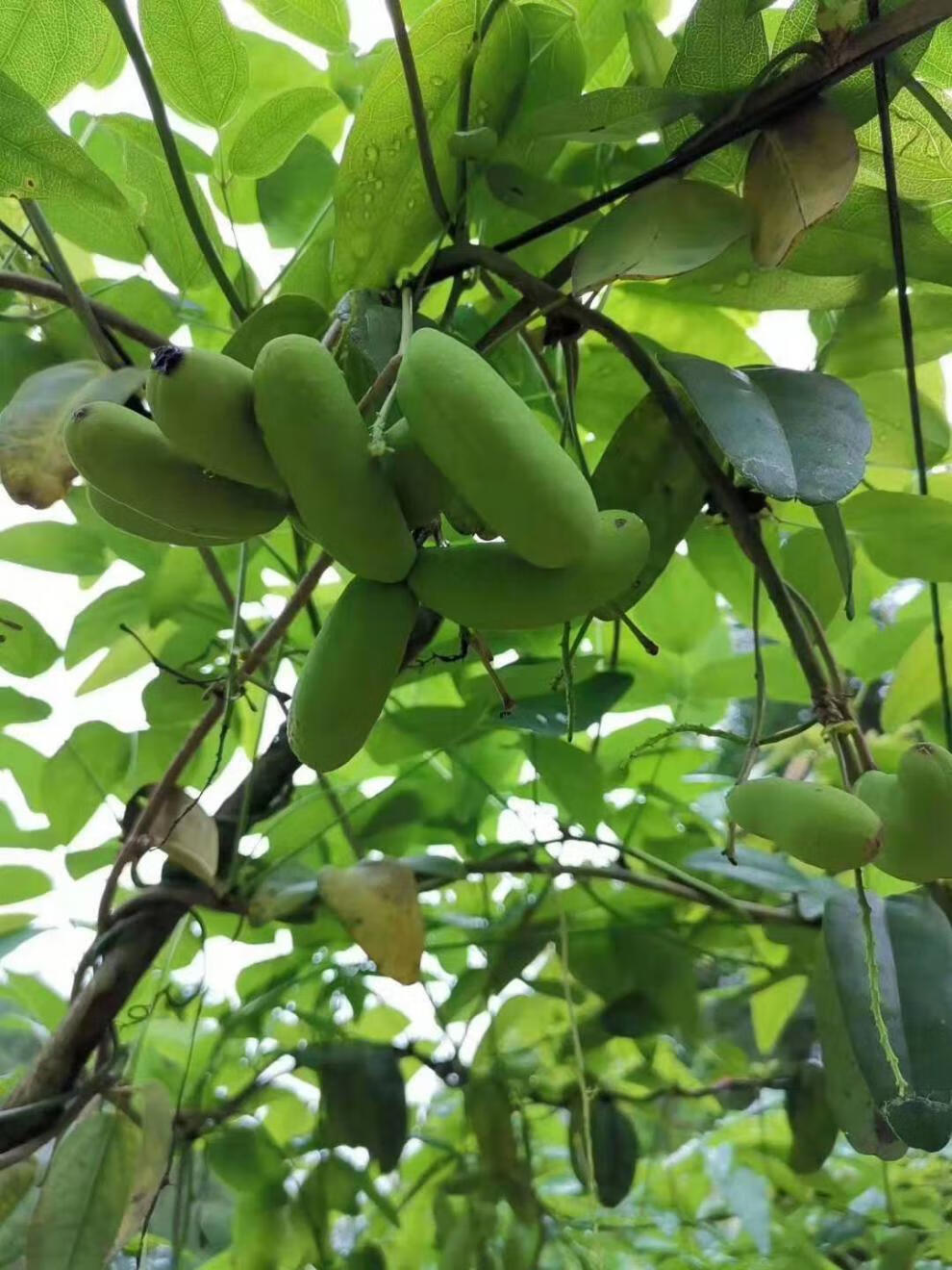 八月瓜树苗果当年结果野生三叶木桶四季种植南方八月炸带盆苗一颗拍下