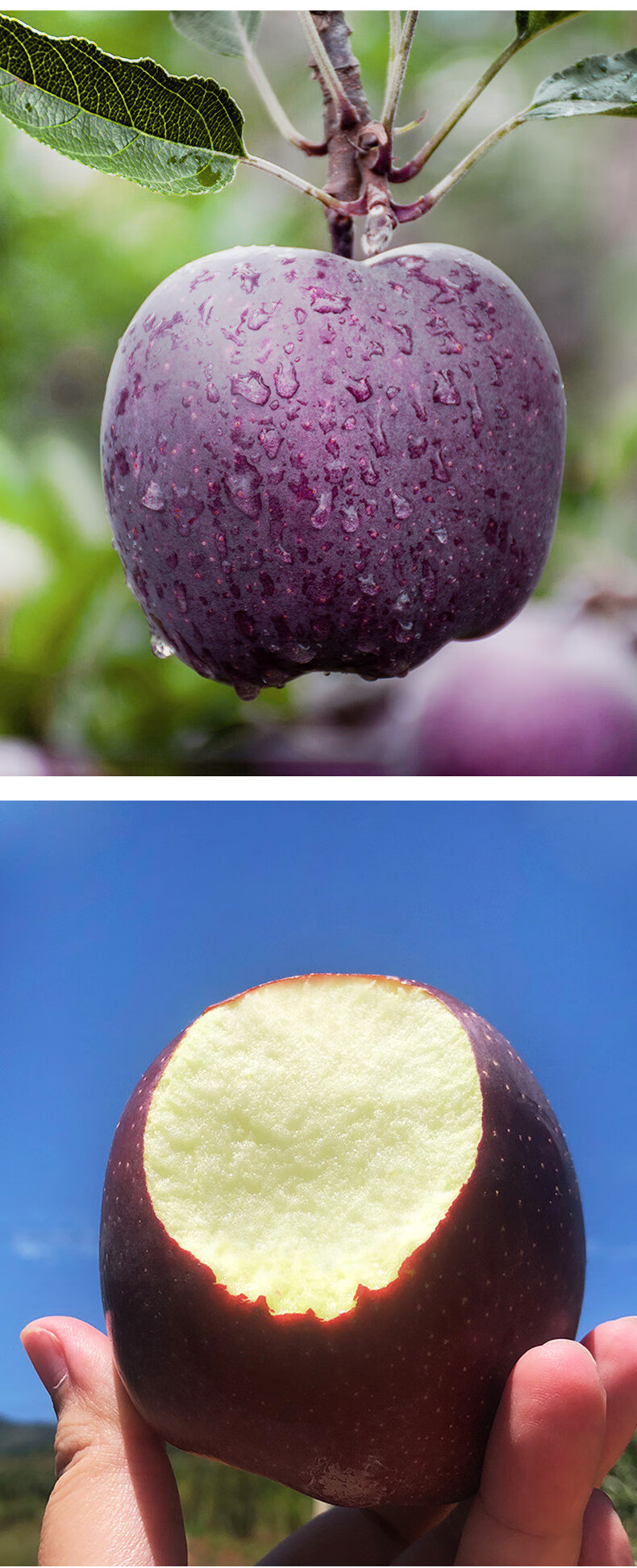 云南国产/进口:国产包装形式:礼盒装品种:花牛货号:黑卡苹果商品产地