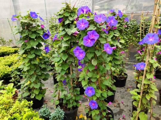 巨型宿根蓝紫变色大花牵牛花苗爬藤阳台拱门多年生耐热寒牵牛120mm
