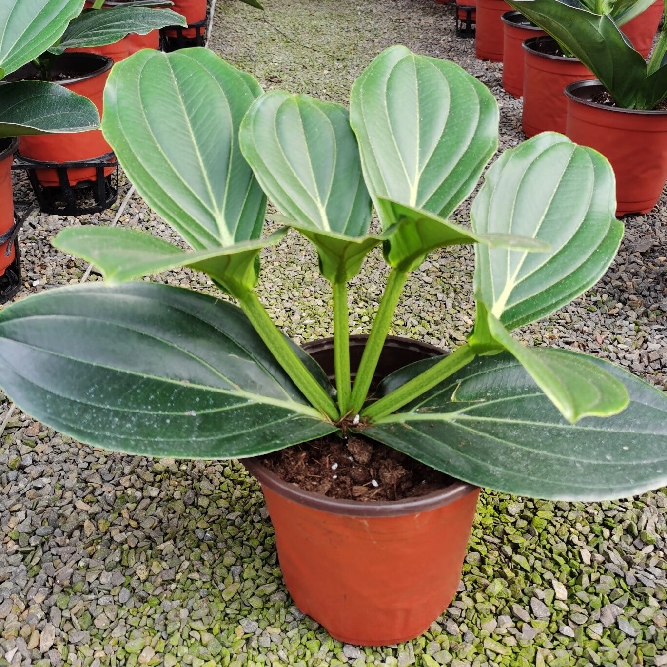 花卉盆栽家庭四季开花植物空气美观 进口宝莲灯3层叶带5个花苞_顺丰