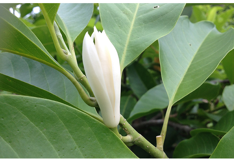白兰花鲜花新鲜采摘白玉兰花朵现摘黄角兰黄果兰香气好闻 40朵白兰花