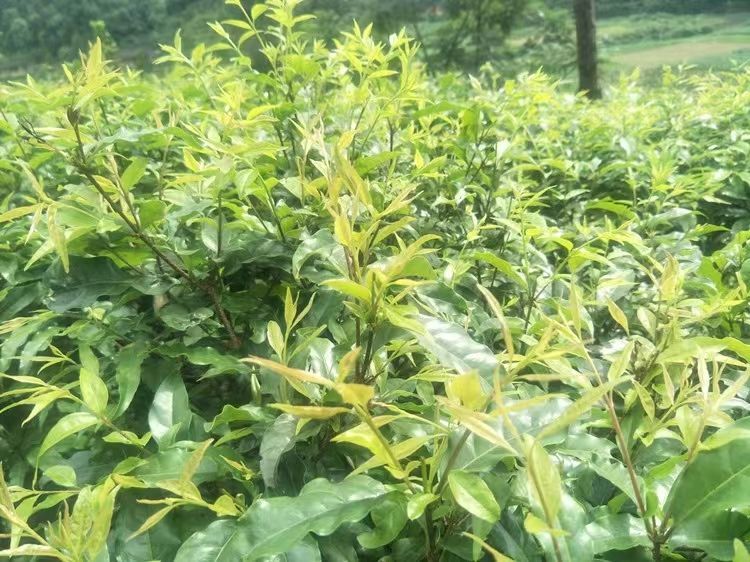 庆小叶 苦丁茶产地贵-州特产发酵茶独立包装小包装 买1 1 共2包【图片