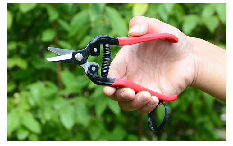 摘果剪园艺修枝剪稀果剪刀水果桔子蔬菜采摘葡萄剪子采果摘果剪刀 带