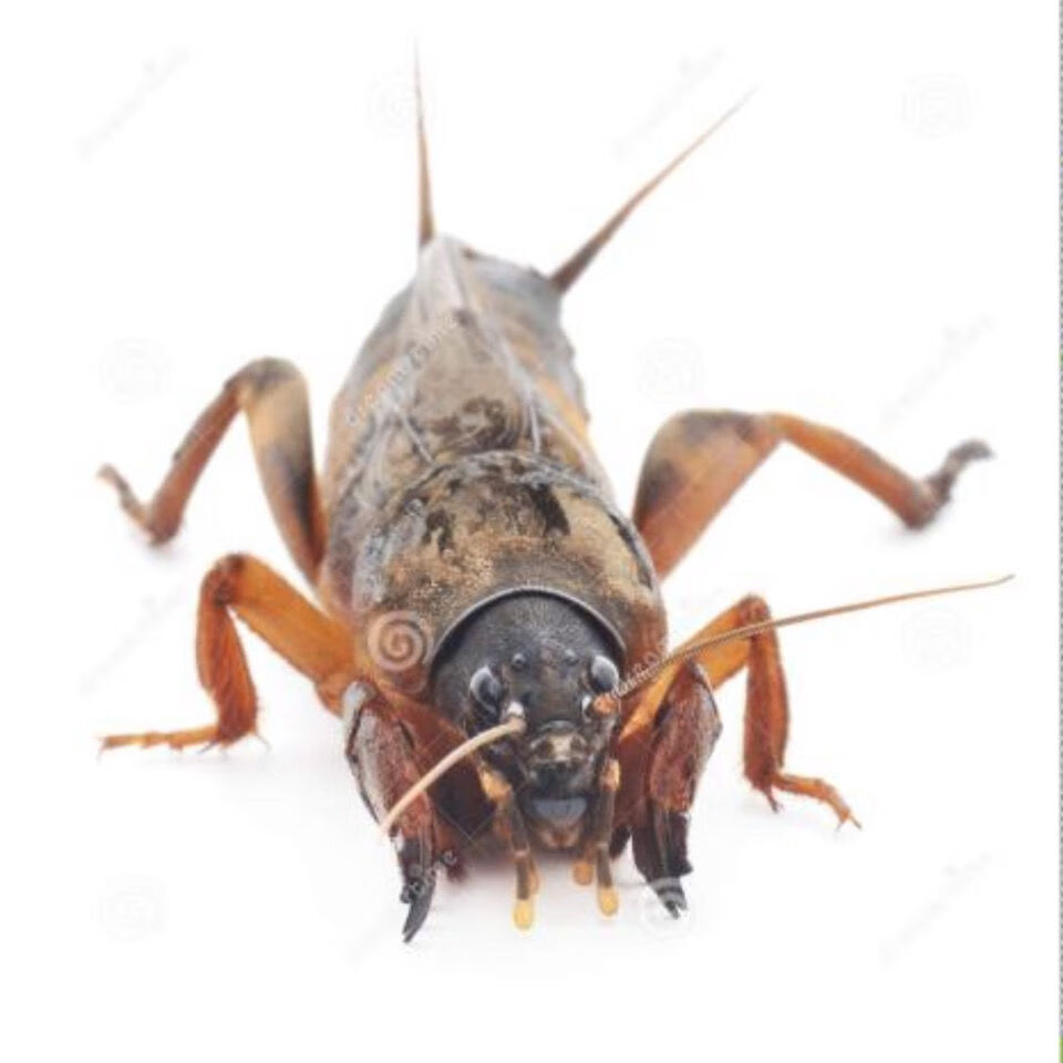 伟博活体蝼蛄蝼蛄活体昆虫拉拉蛄土狗子拍下现抓包活昆虫用宠物晒干的