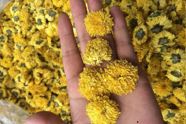 知里菊花茶官网含露菊花功效河南省特级野生正品韵游菊花茶怀菊 100克