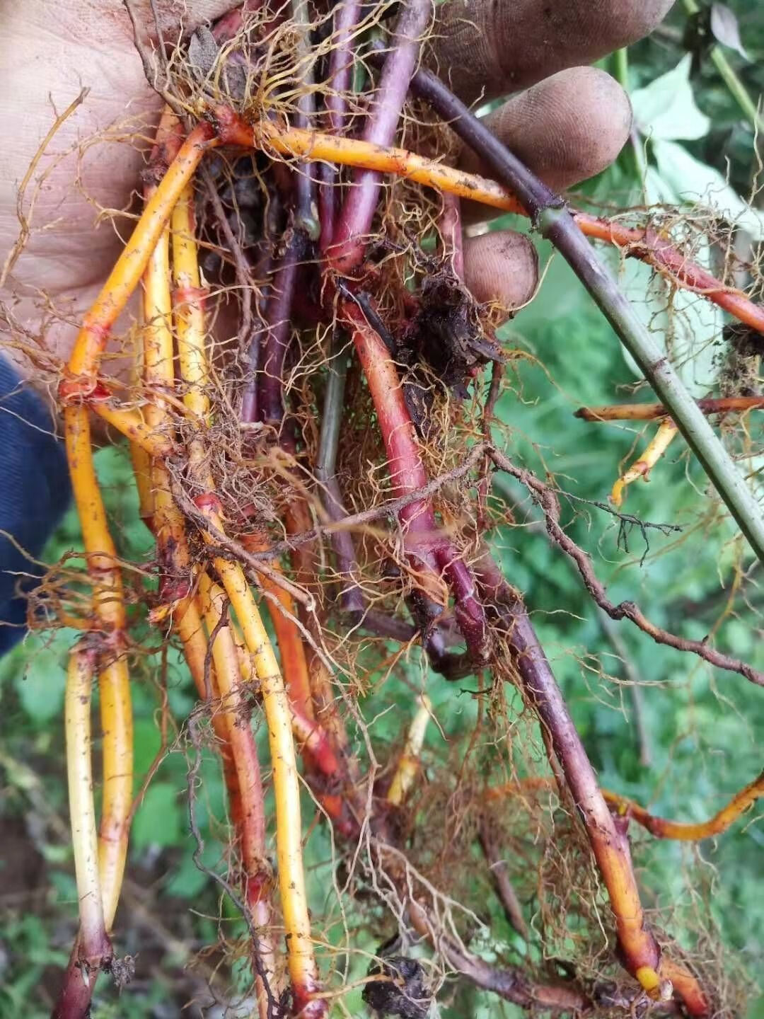 伟博贵州野生茜草血见愁活血丹新鲜纯根无硫四块瓦血藤500克500g