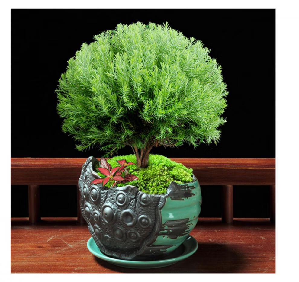 雾松小盆景办公室客厅四季常青绿植观叶好养植物花卉盆栽净化空气 【4