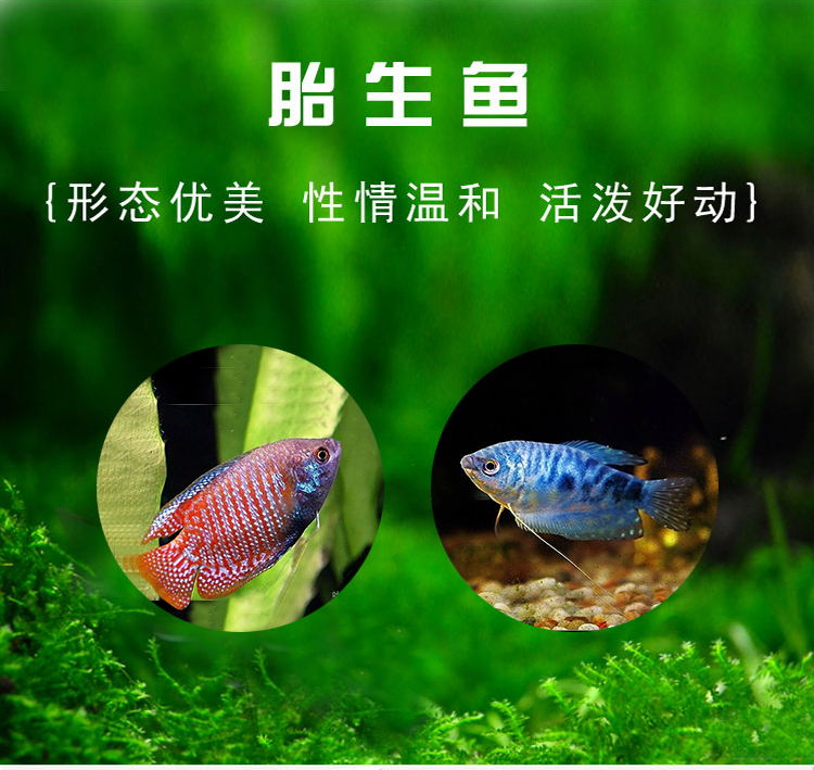 易萌观赏热带鱼活体胎生鱼月光鱼玛丽球鱼牡丹鱼下崽鱼30条颜色品种