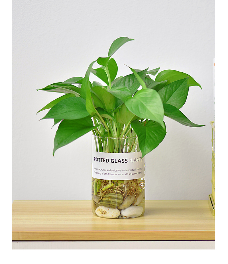 绿植盆栽黄金葛绿萝玻璃杯花瓶套装水培盆栽养易活室内喜阴t0622青叶