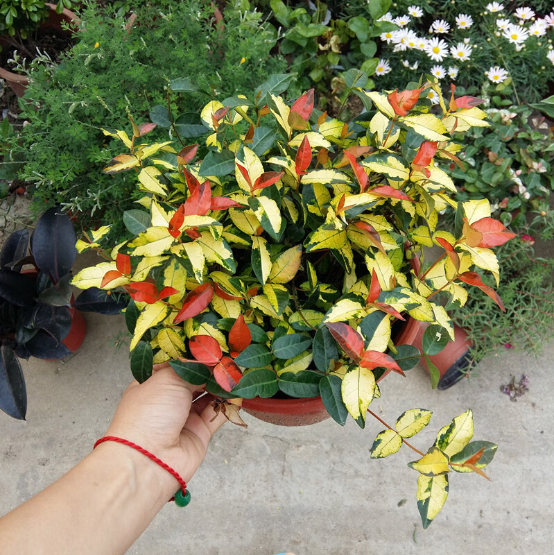 黄金络石盆栽垂吊观叶盆栽耐晒寒冷皮实好养点缀藤蔓