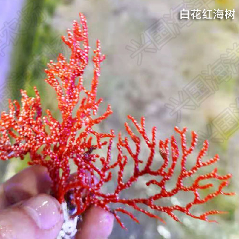 白花红海树白海扇海树海柳活体海水观赏鱼珊瑚缸红色白色nps包活白花红海树6 7cm 图片价格品牌报价 京东