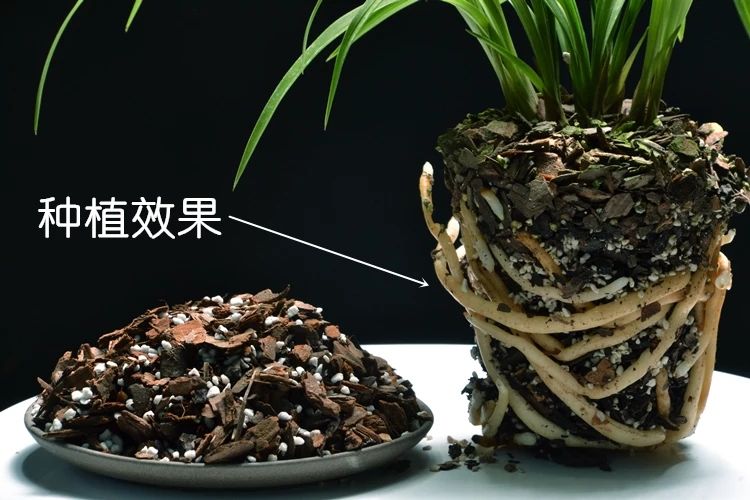 超值16升装 高级兰花专用营养土植料 树皮加珍珠岩干净透气包活养兰