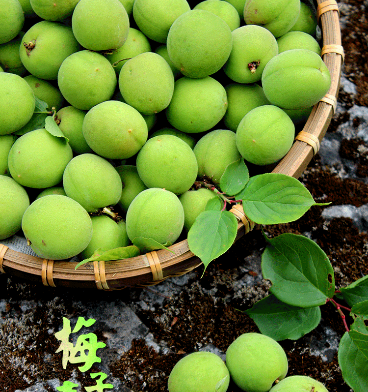 云南现摘新鲜青梅大理高山野生酸梅子泡酒鲜梅酵素酸脆梅孕妇新鲜水果