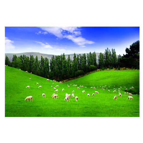 蒙古大草原牛羊风景画蓝天白云牧场羊群牛群海报挂画贴墙壁画 b170横