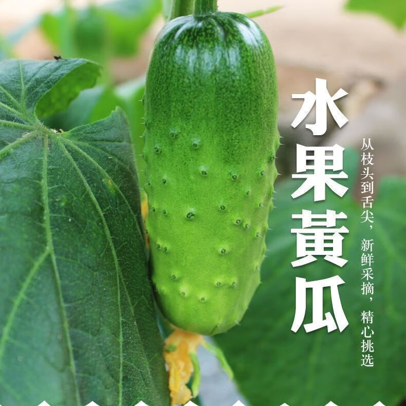原产地:山东品种:旱黄瓜货号:330123商品毛重:1.