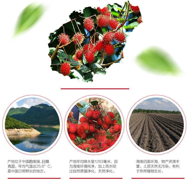 红毛丹热带正宗新鲜当季水果毛荔枝现摘毛丹红 1斤装【图片 价格 品牌