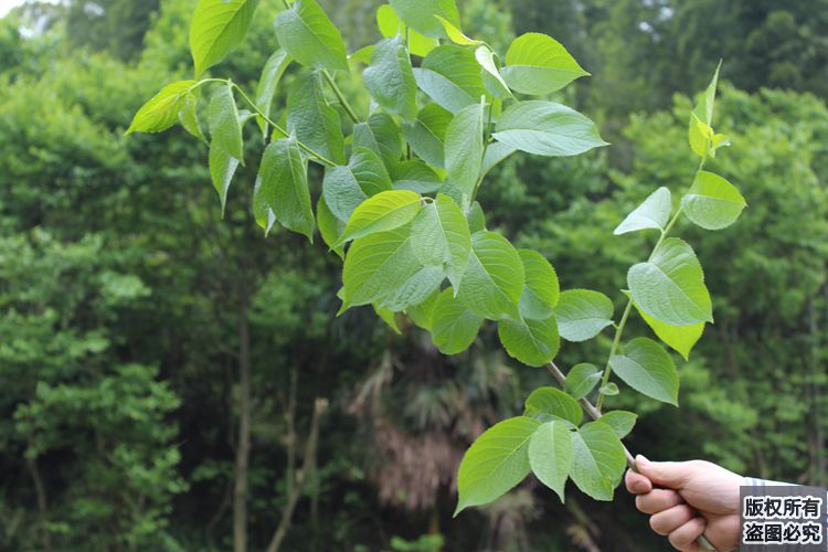 張家界野生杜仲茶慈利縣杜仲葉 男女養生茶可搭配莓茶 青錢柳【圖片