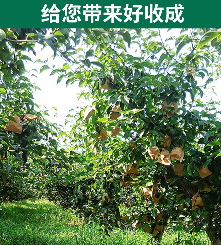 果袋梨袋秋黄梨子套袋双层防水防虫晚秋黄梨纸袋保鲜育果袋刀把黄