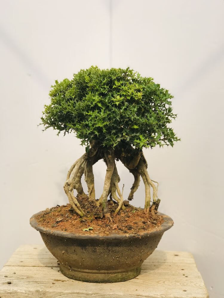 原生微型小叶枸骨盆景猫儿刺枸骨盆栽桌面绿植耐寒实物327带盆栽好