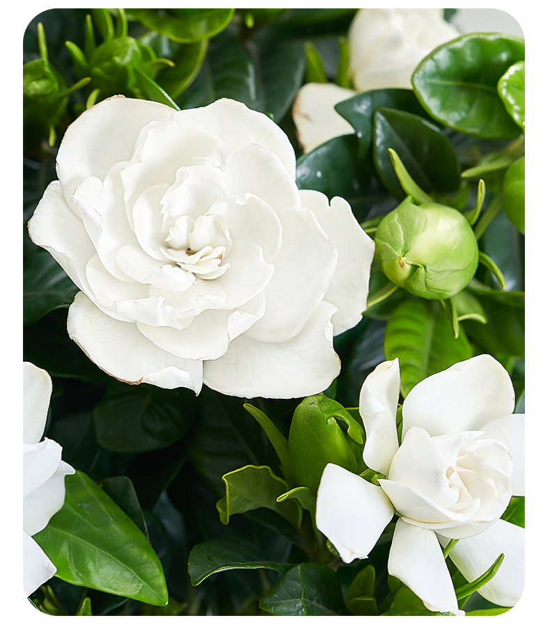 重瓣栀子花盆栽四季好养活花卉植物室内鲜花绿植大树苗不带花苞