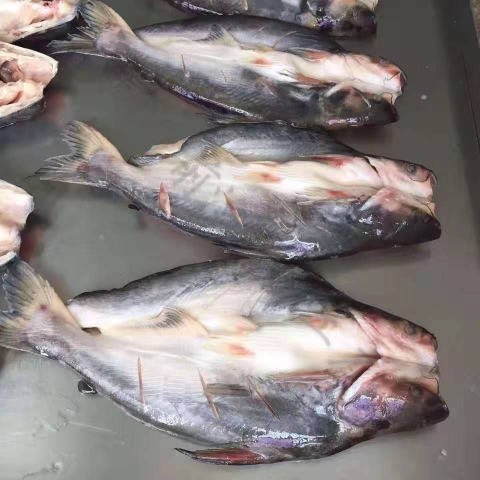 新鲜冷冻开背鱼巴沙鱼湄公鱼包冰毛重20斤89条净重其他地区
