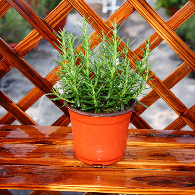 百里香盆栽牛排烘培可食用香草盆栽优质西餐香料迷迭香大盆1加仑盆