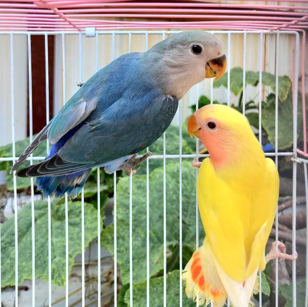 桃脸牡丹鹦鹉活鸟黄桃绿桃合法特色牡丹鹦鹉人说话鸟宠物鸟包活 蓝银