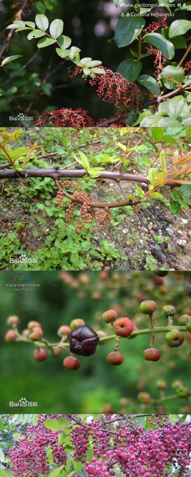 马桑种子 千年红 马鞍子 水马桑,野马桑 马桑柴 种子优惠 50克