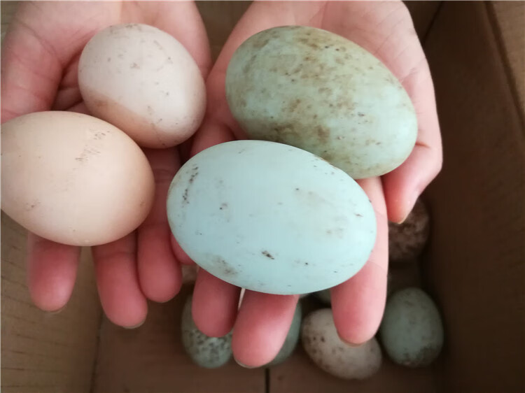 东北农村散养笨鸭蛋新鲜黑龙江农家土鸭蛋特产白壳绿壳健康华海春 60