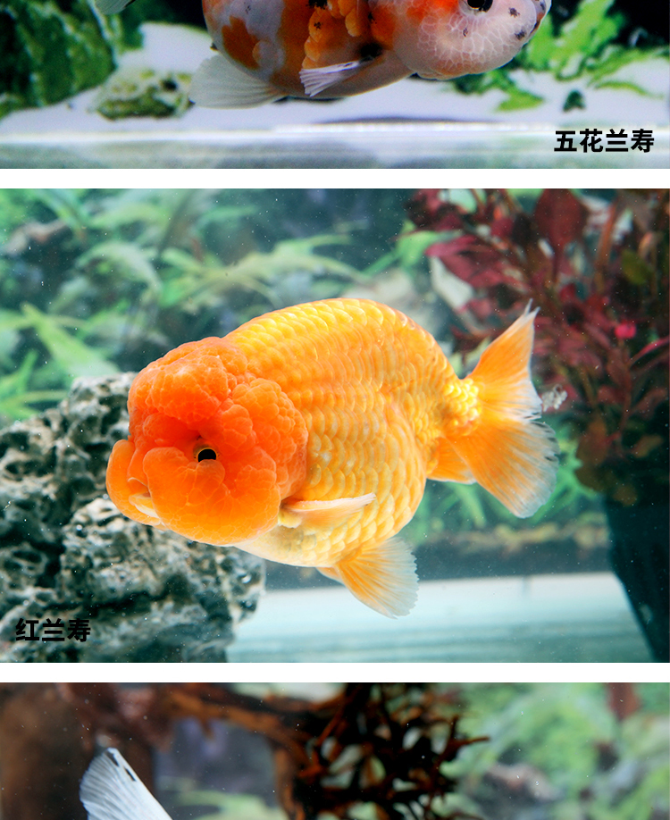 琅河水族观赏鱼金鱼活体兰寿精选淡水鱼活鱼宠物鱼菠萝头兰寿1条68cm