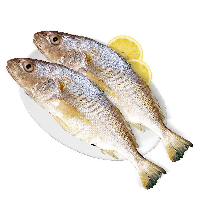 青岛大海鱼黄姑鱼金鱼冷冻海鱼鲜活深海鱼深海鱼 君闵 2条装精品(每条