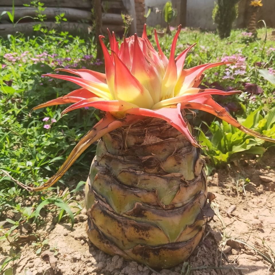 地涌金莲57月活动超低价地涌红莲千叶佛莲花期超长易养活朵芮蜜地涌