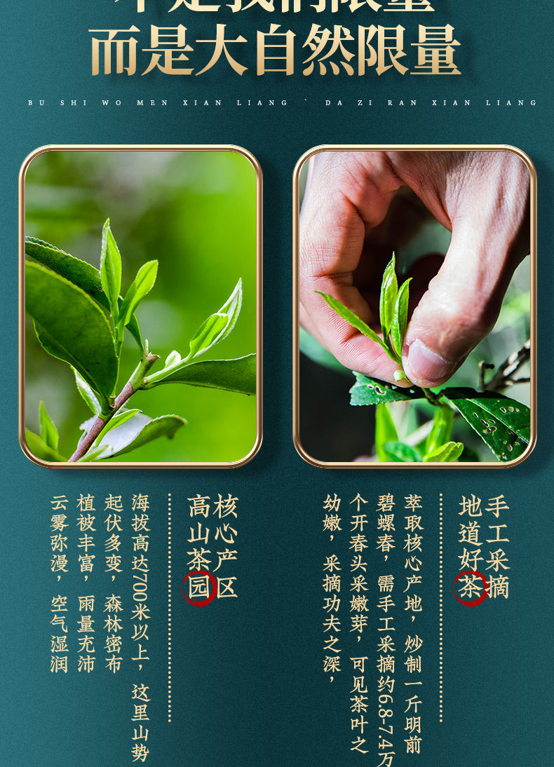 睦思【景福山精品特级碧螺春】新茶头采嫩芽明前绿茶浓香浓香型茶叶