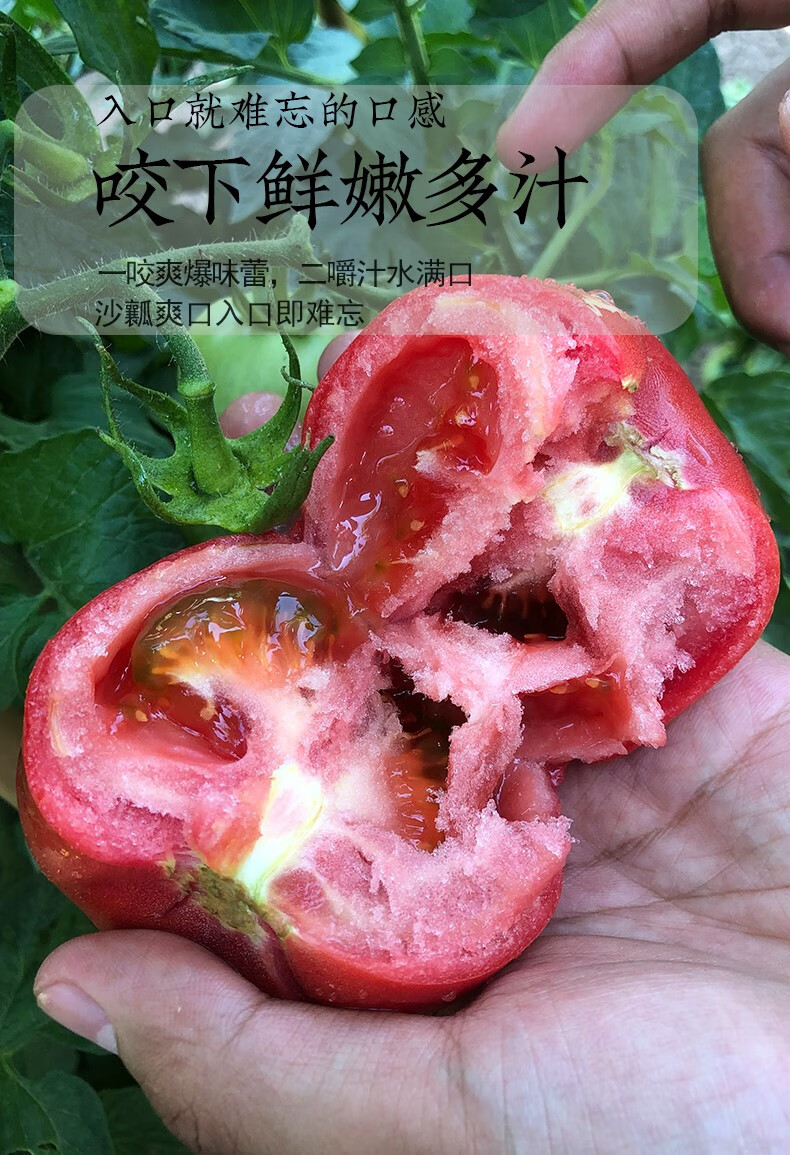 宁夏西红柿新鲜自然熟生吃普罗旺斯 沙瓤露天老品种水果番茄【净重3