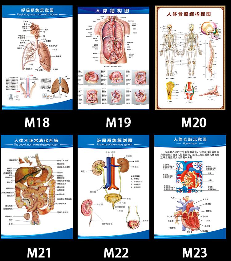 定製人體解剖五臟六腑圖結構示意圖譜骨骼大掛圖全身器官掛畫家用海報