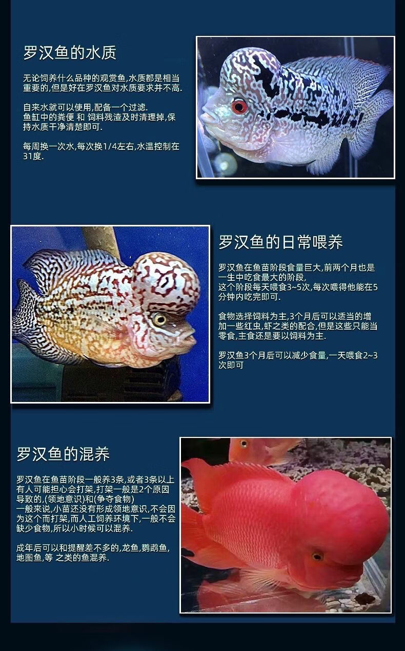 罗汉鱼鱼苗热带鱼泰国进口活体罗汉鱼长寿鱼爆头率高亚