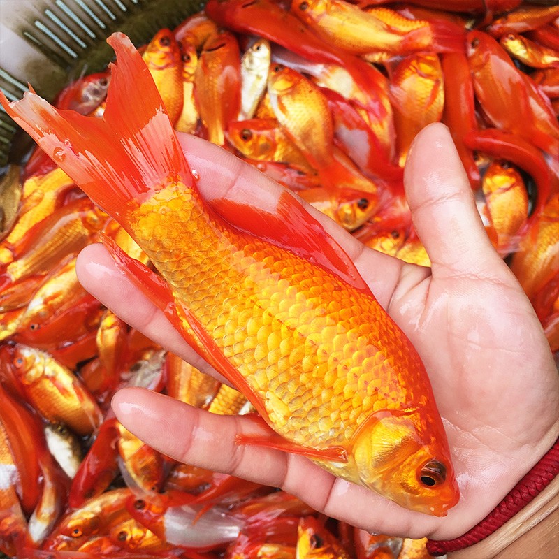 優魚若寵紅草金水族觀賞魚紅鯽魚冷水淡水好養易活小紅魚紅草金45cm10