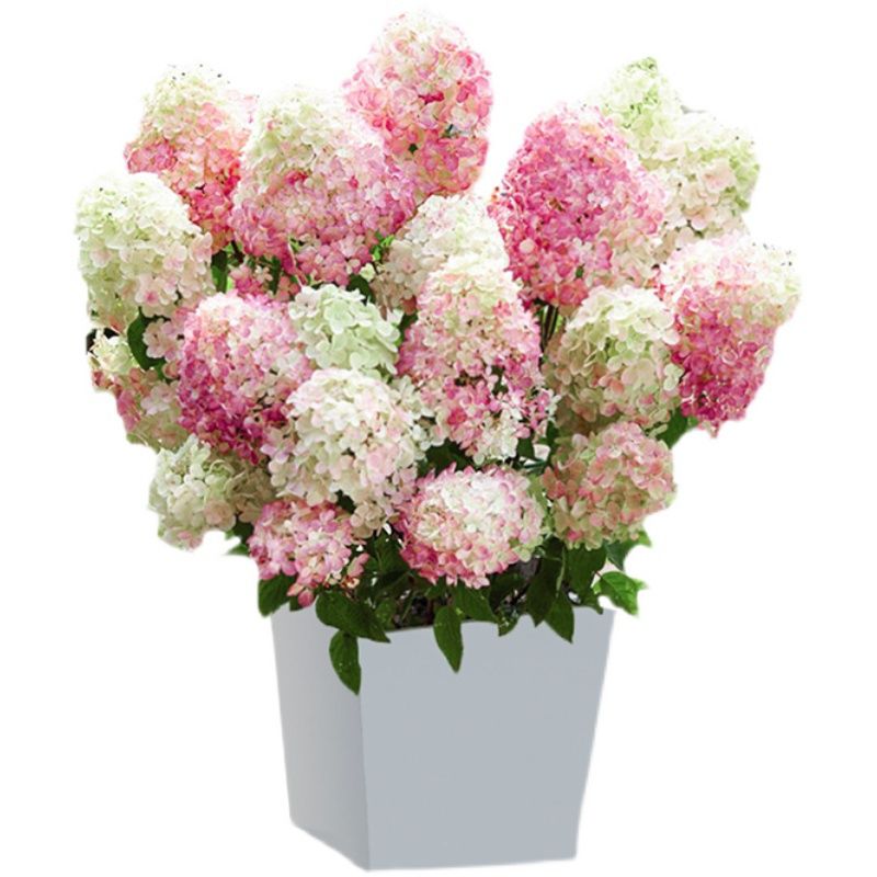 雨花蝶圆锥绣球石灰灯香草草莓胭脂钻北极熊圆锥绣球耐热耐寒露天种植