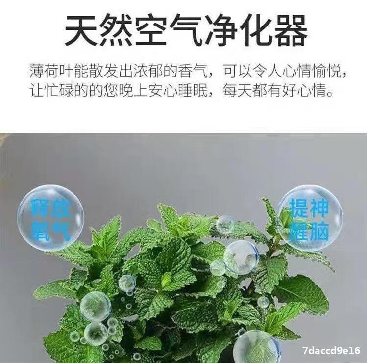 唐扣889 摆件柠檬薄荷盆栽 薄荷苗净化空气水培室内清香 2盆